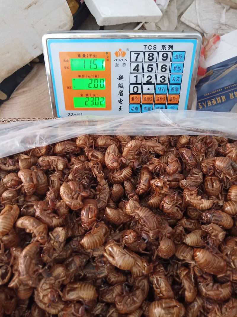 山东临沂产地知了壳蝉蜕水洗货精品，饮片厂专用