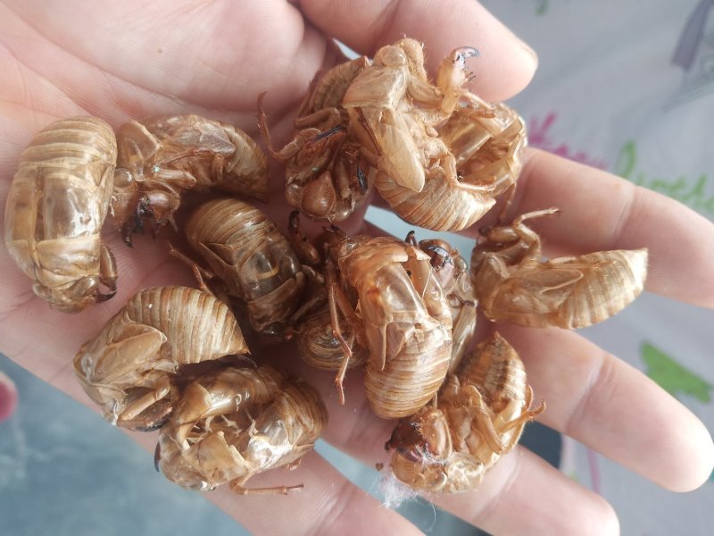 山东临沂产地知了壳蝉蜕水洗货精品，饮片厂专用