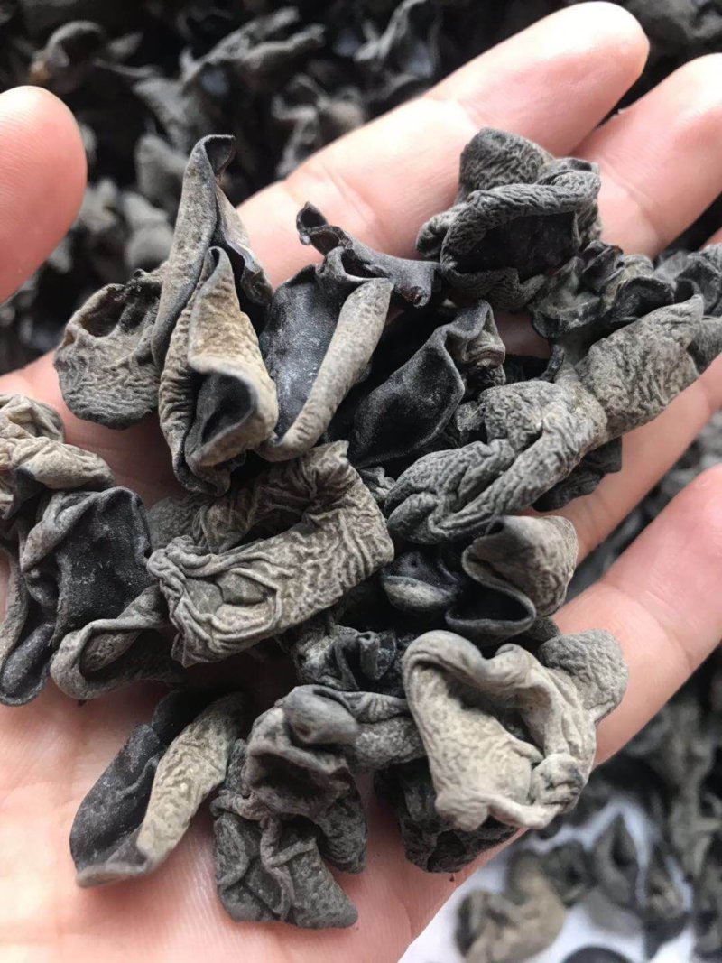 木耳东北黑木耳小木耳