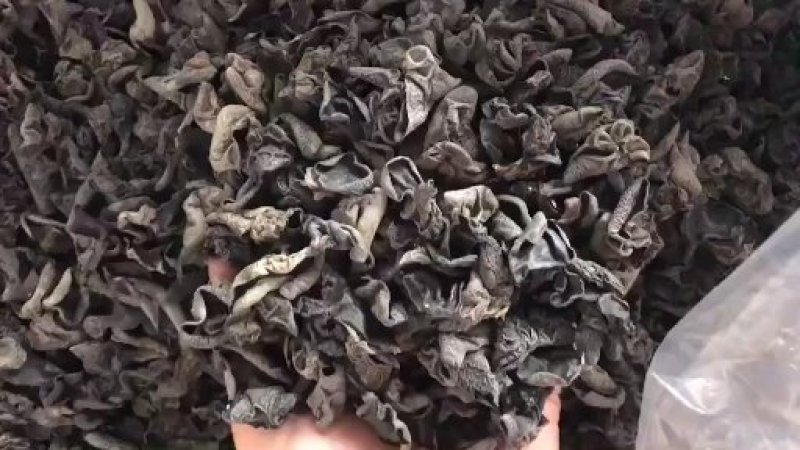 木耳东北黑木耳小木耳