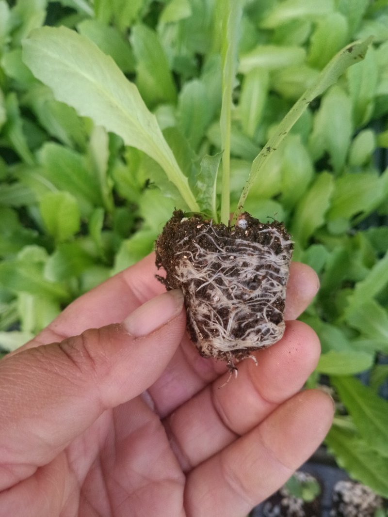 山东莴苣苗，穴盘苗江浙沪皖豫，发货次日到达，破损包赔。