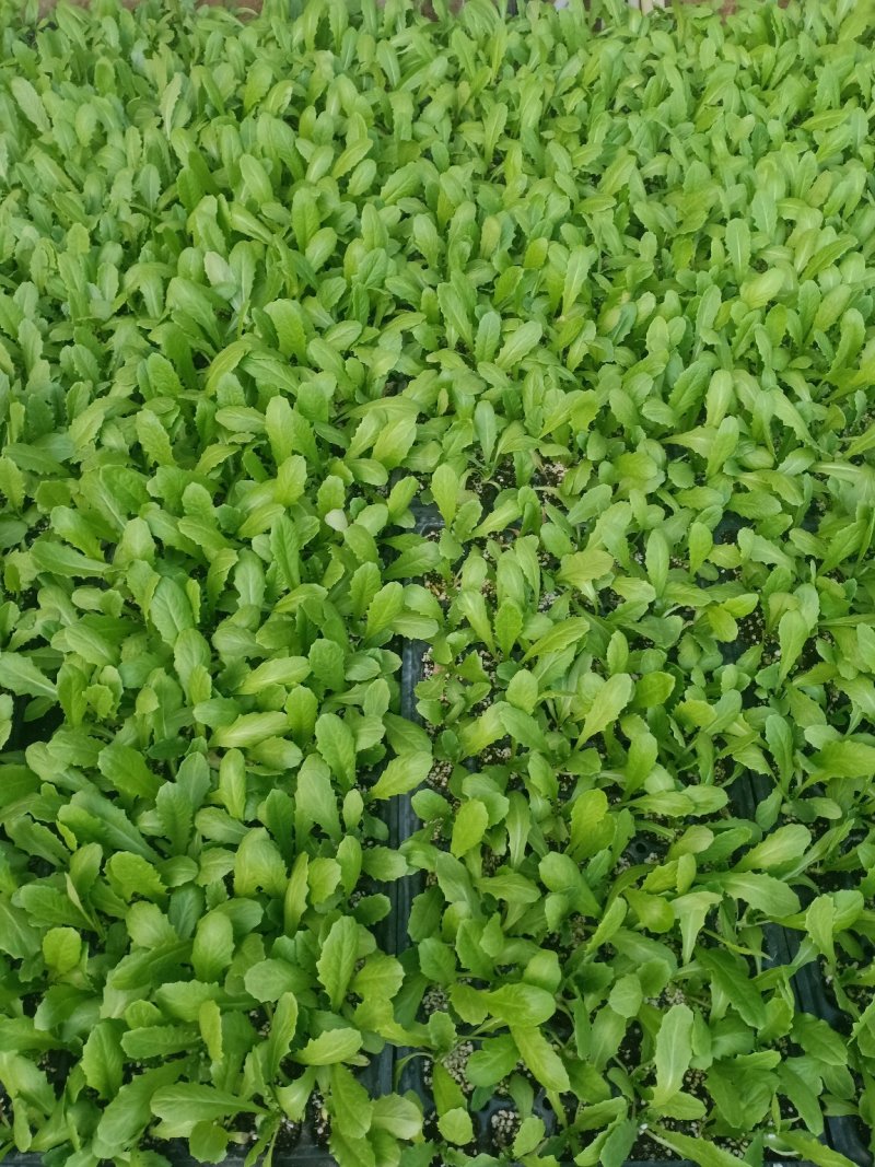 山东莴苣苗，穴盘苗江浙沪皖豫，发货次日到达，破损包赔。