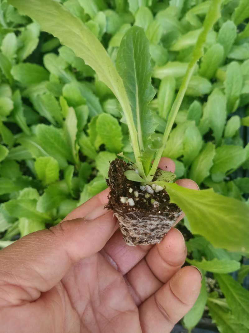 山东莴苣苗，穴盘苗江浙沪皖豫，发货次日到达，破损包赔。