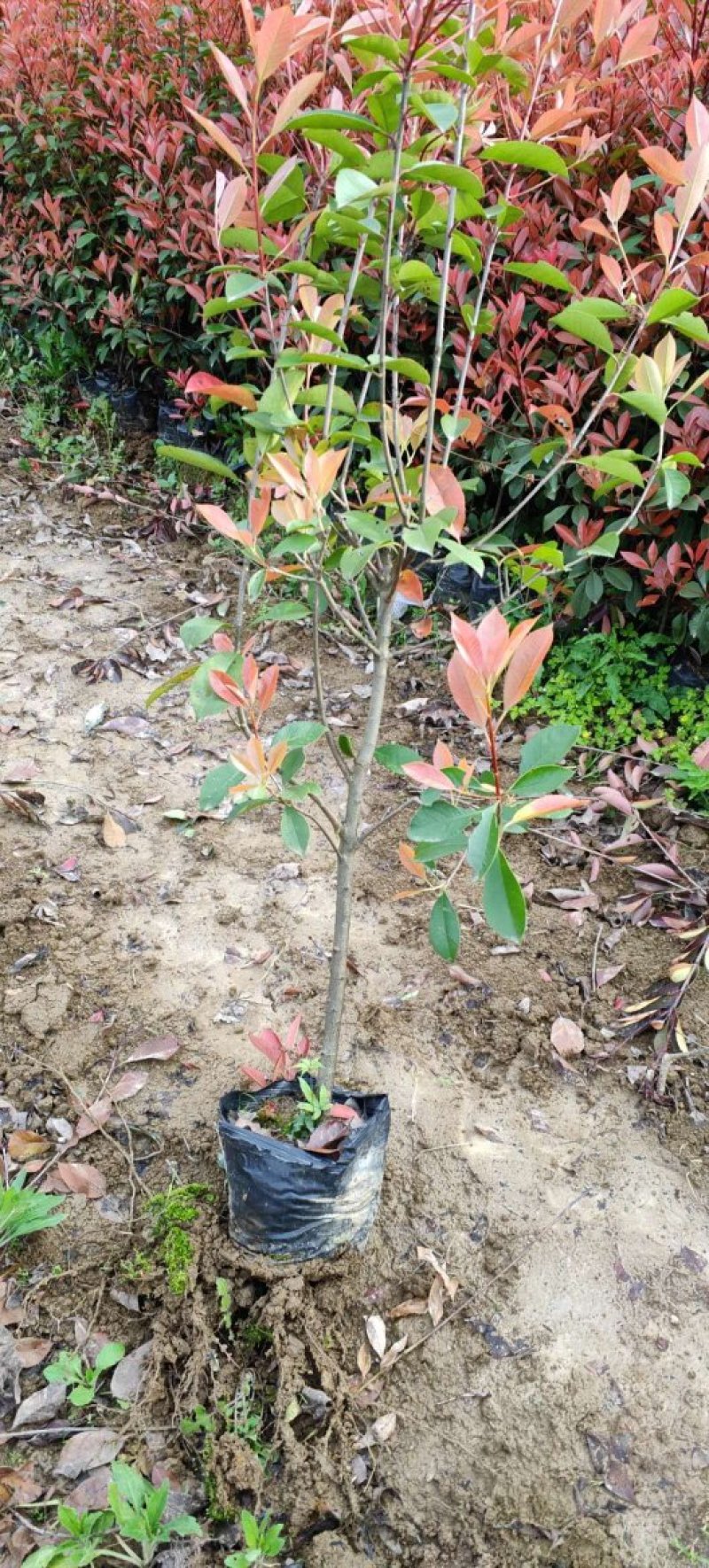 红叶石楠杯苗红叶石楠树苗小苗红叶石楠树苗产地直销