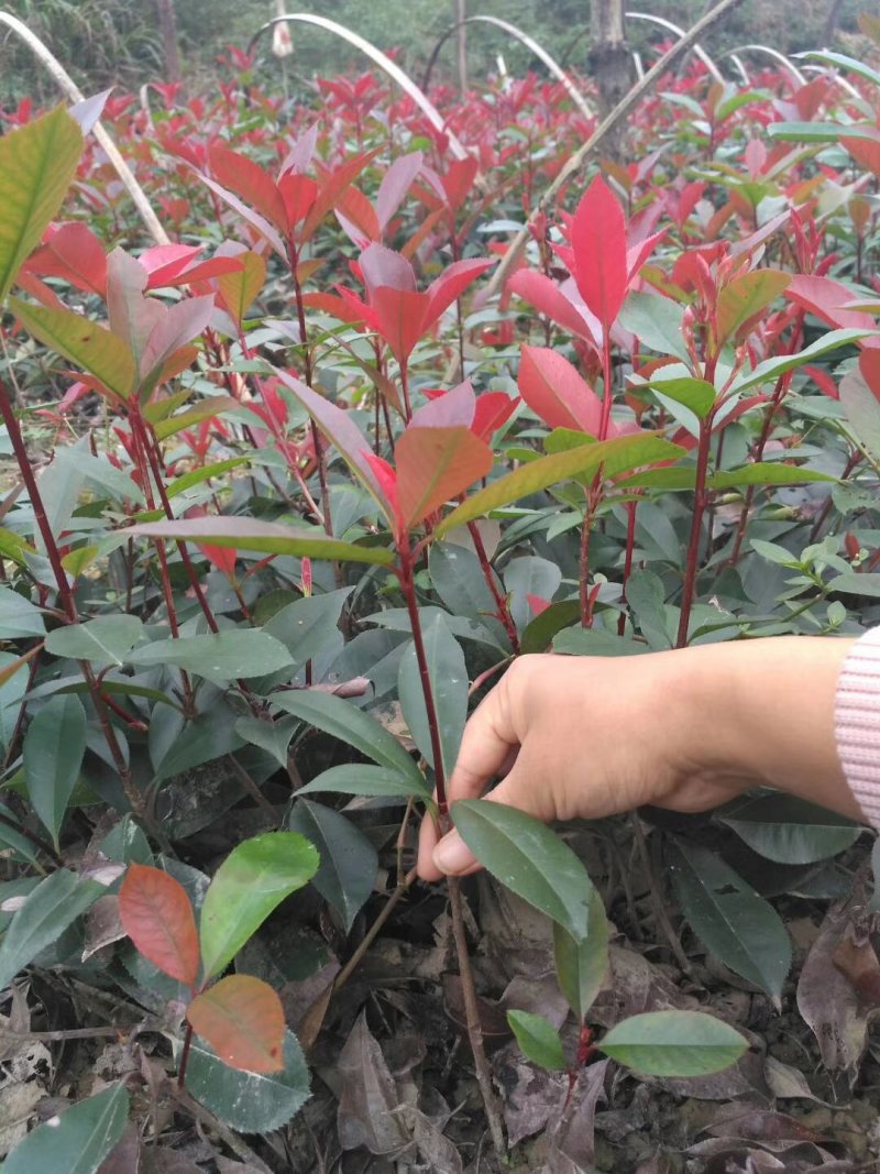 红叶石楠杯苗红叶石楠树苗小苗红叶石楠树苗产地直销