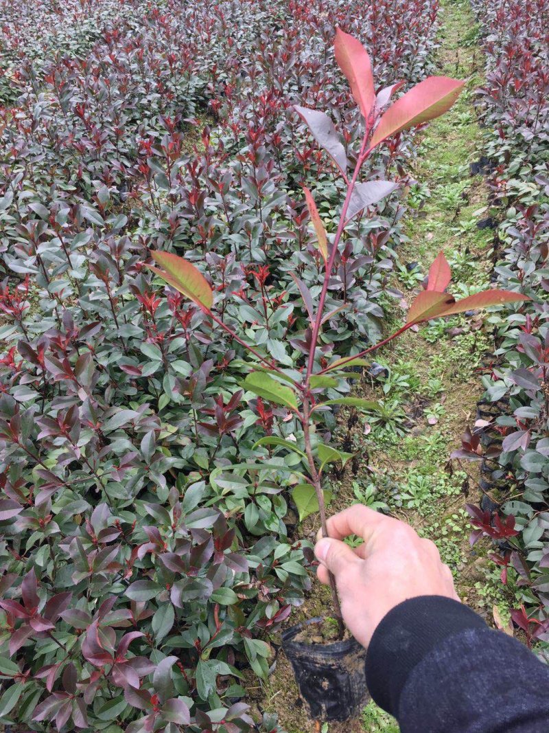 红叶石楠杯苗红叶石楠树苗小苗红叶石楠树苗产地直销