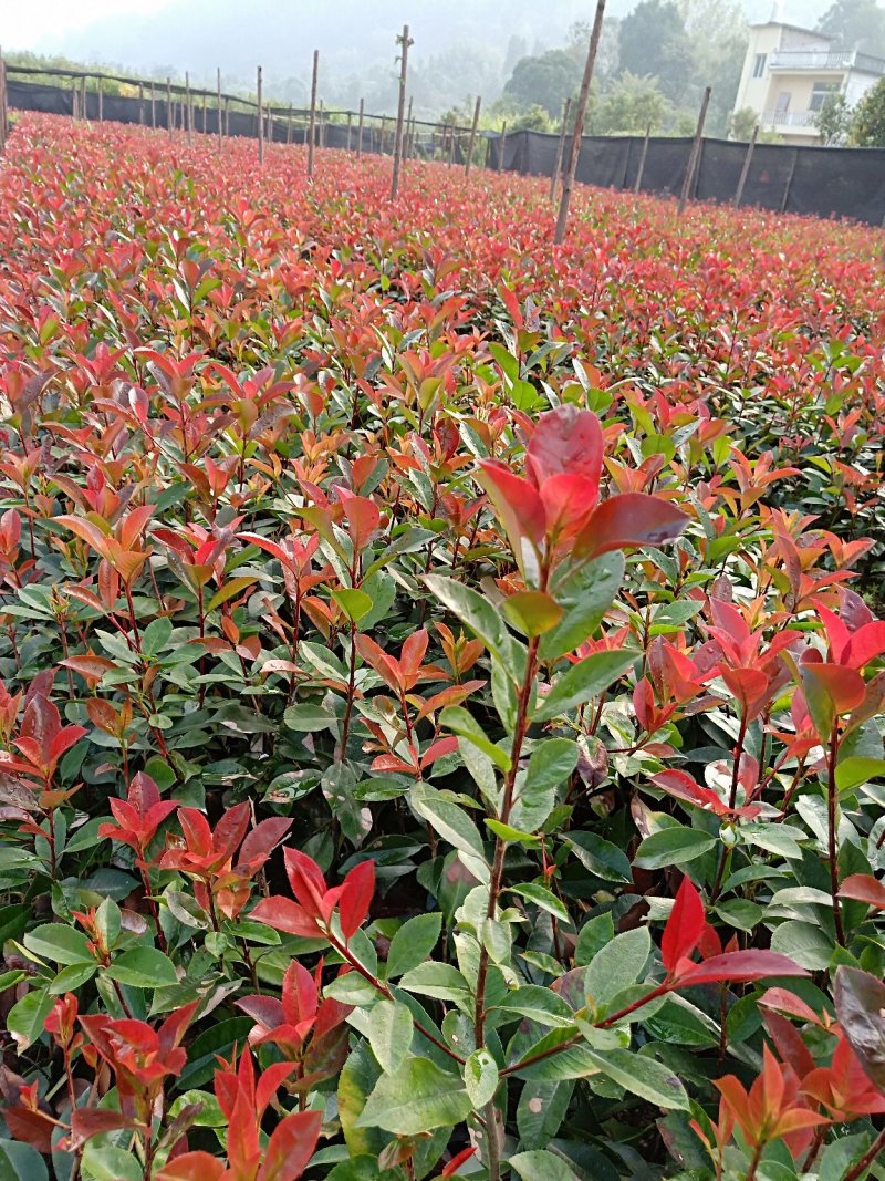 红叶石楠杯苗红叶石楠树苗小苗红叶石楠树苗产地直销