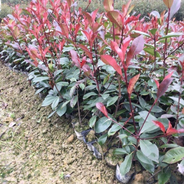 红叶石楠杯苗红叶石楠树苗小苗红叶石楠树苗产地直销