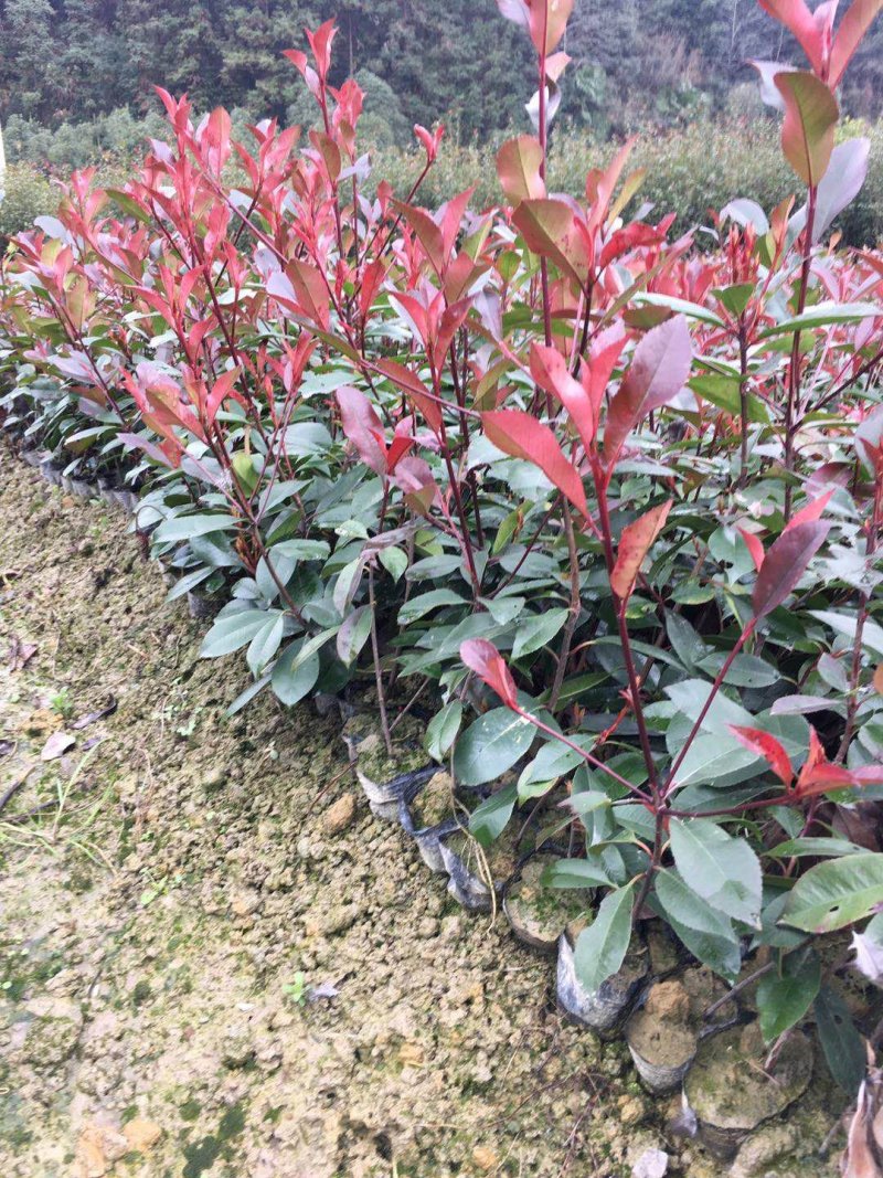 红叶石楠杯苗红叶石楠树苗小苗红叶石楠树苗产地直销