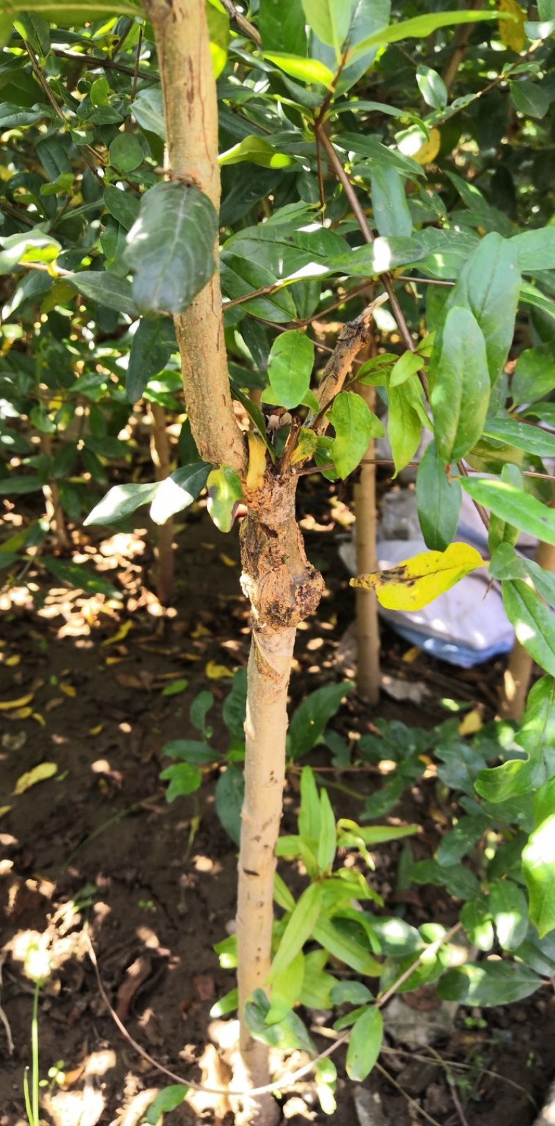 基地现货突尼斯软籽石榴苗，泰山红石榴苗，品种纯正