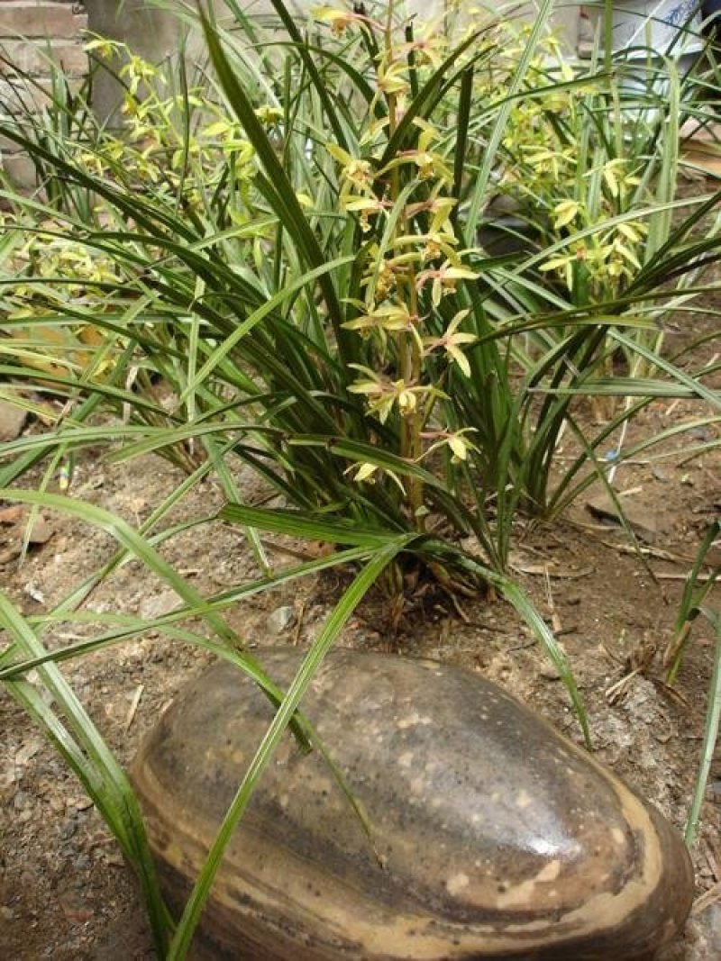 长期大量批发四川通江春剑蕙兰春兰盆景兰花