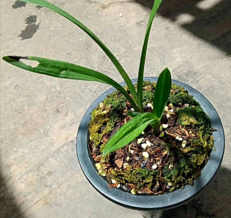 长期大量批发四川通江春剑蕙兰春兰盆景兰花