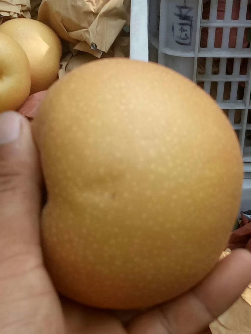 秋月梨大个精品秋月梨
