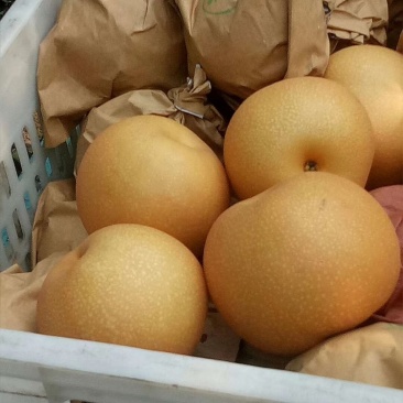 秋月梨大个精品秋月梨