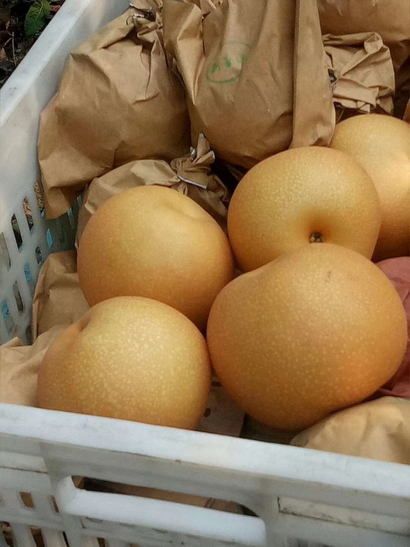 秋月梨大个精品秋月梨