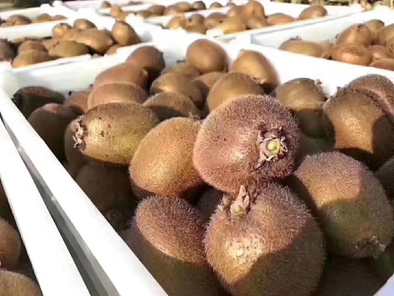 产地直供猕猴桃精品果陕西徐香水果大果硬度高糖份足优质水果