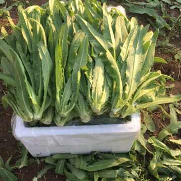 精品油麦菜