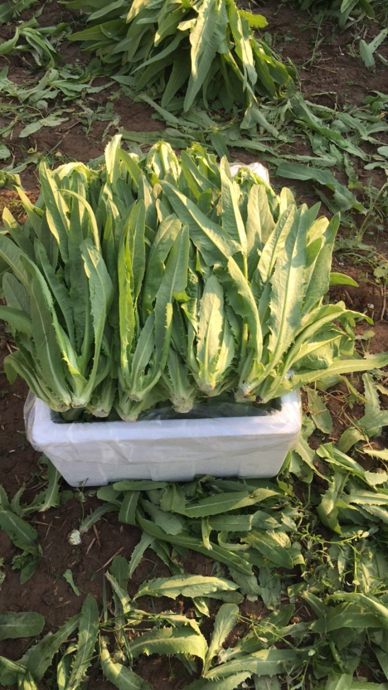 精品油麦菜