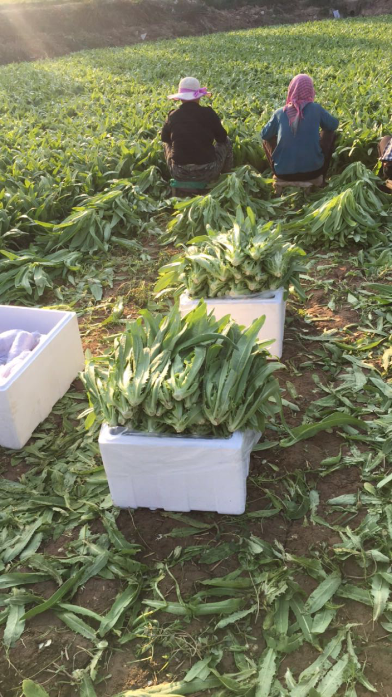 精品油麦菜