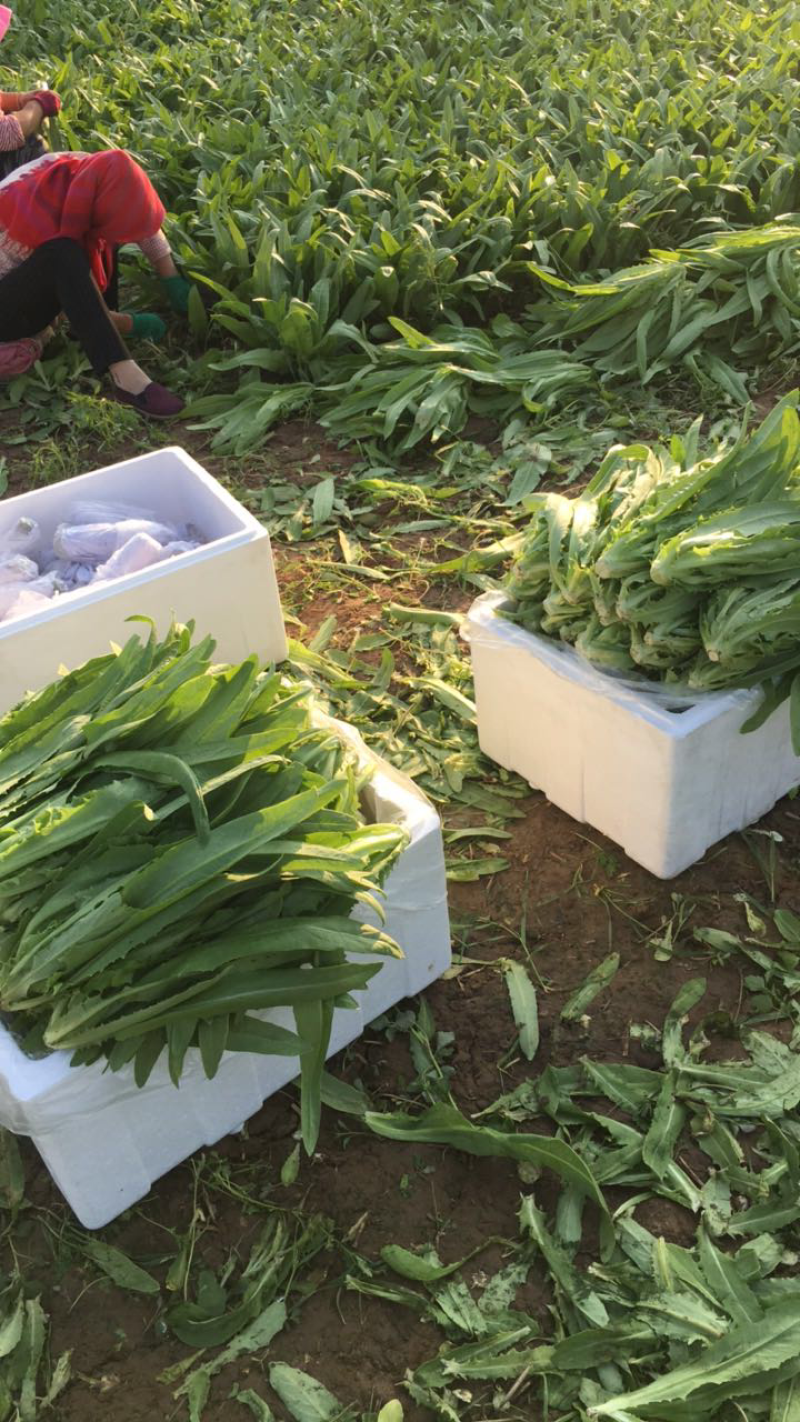精品油麦菜