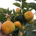 甜脆柿子苗，茨郎，摘下来就能吃的柿子，免费技术指导