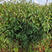 云南红梨苗95-2早酥红梨，早熟品种，0.7到1公分粗
