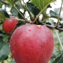 新品种鲁丽苹果苗，红露苹果苗现挖苗现发货，死苗补发，