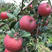 新品种鲁丽苹果苗，红露苹果苗现挖苗现发货，死苗补发，