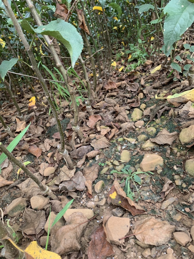 新品种鲁丽苹果苗，红露苹果苗现挖苗现发货，死苗补发，