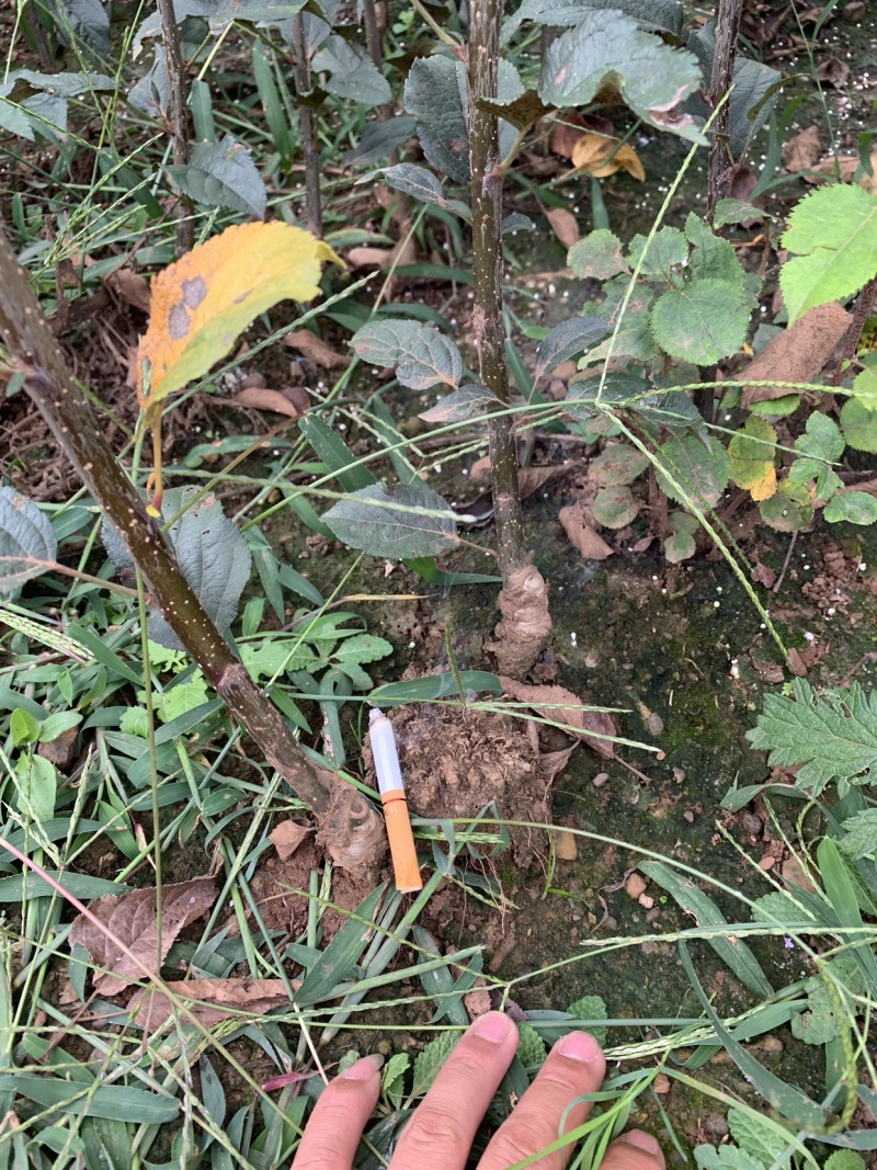 新品种鲁丽苹果苗，红露苹果苗现挖苗现发货，死苗补发，