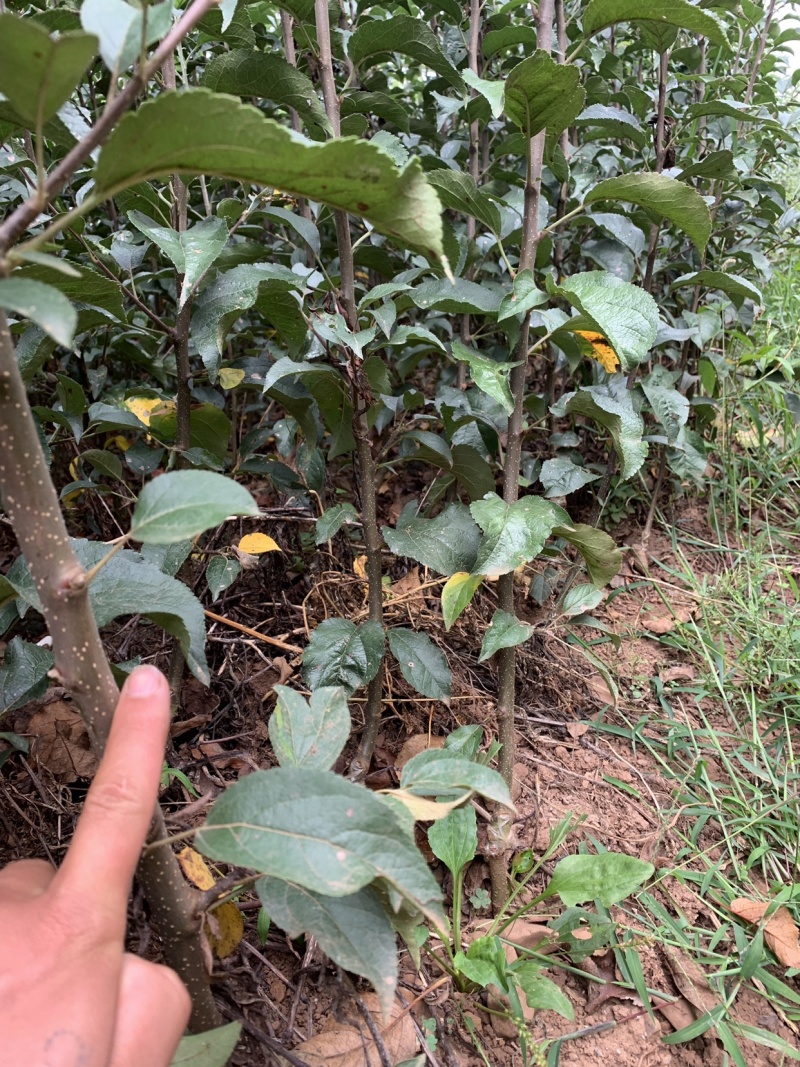 新品种鲁丽苹果苗，红露苹果苗现挖苗现发货，死苗补发，