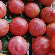 果品八月红，镜面柿，脆甜柿子