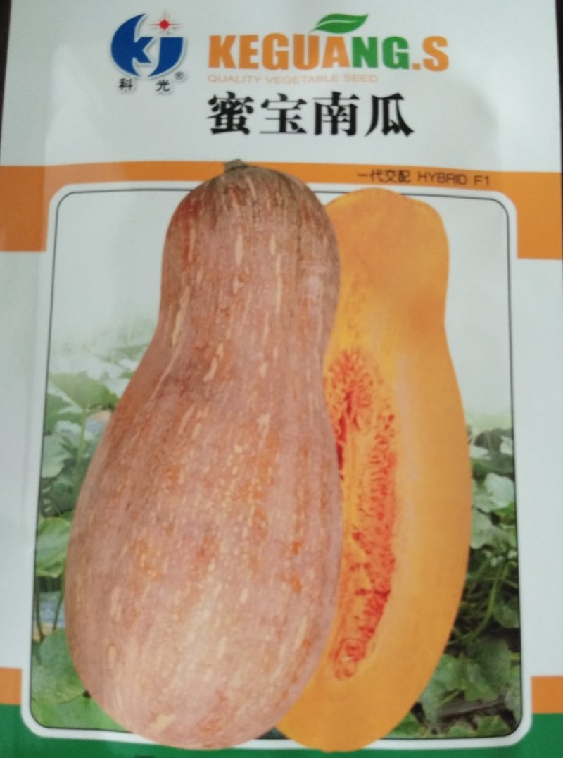 蜜本南瓜种子形状好味道佳