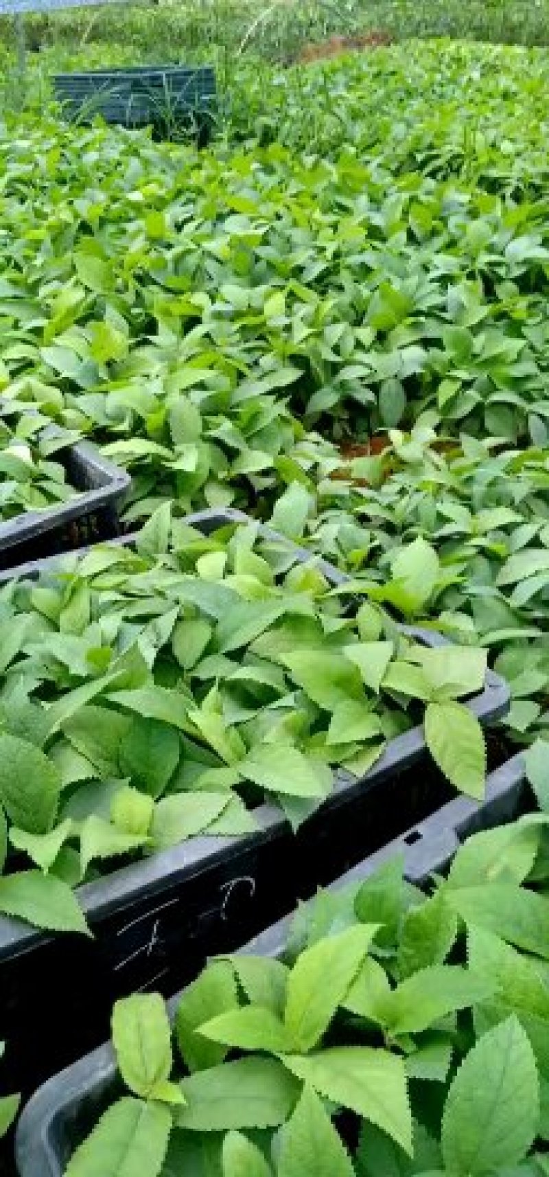 新鲜五指毛桃根现挖现卖质量保证