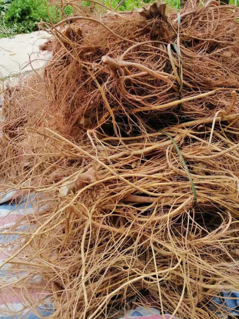 新鲜五指毛桃根现挖现卖质量保证