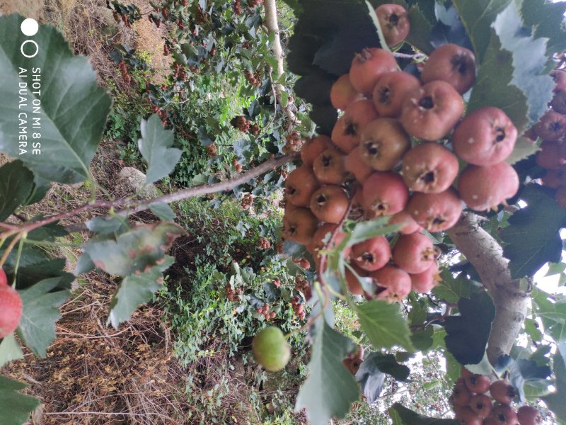 沂蒙大金星山楂山东山楂精挑细选，保质保量一件代发