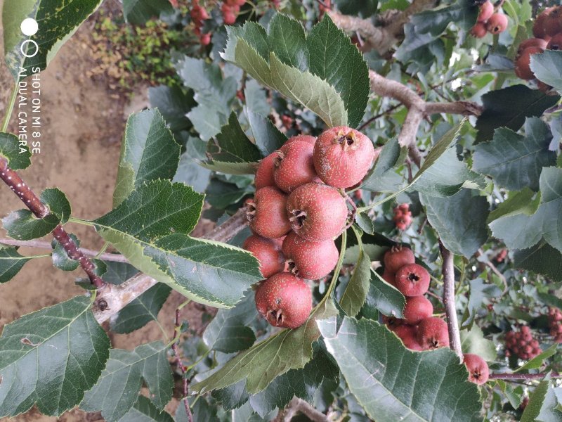 沂蒙大金星山楂山东山楂精挑细选，保质保量一件代发