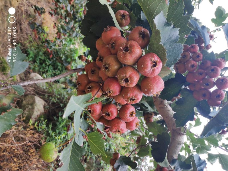 沂蒙大金星山楂山东山楂精挑细选，保质保量一件代发