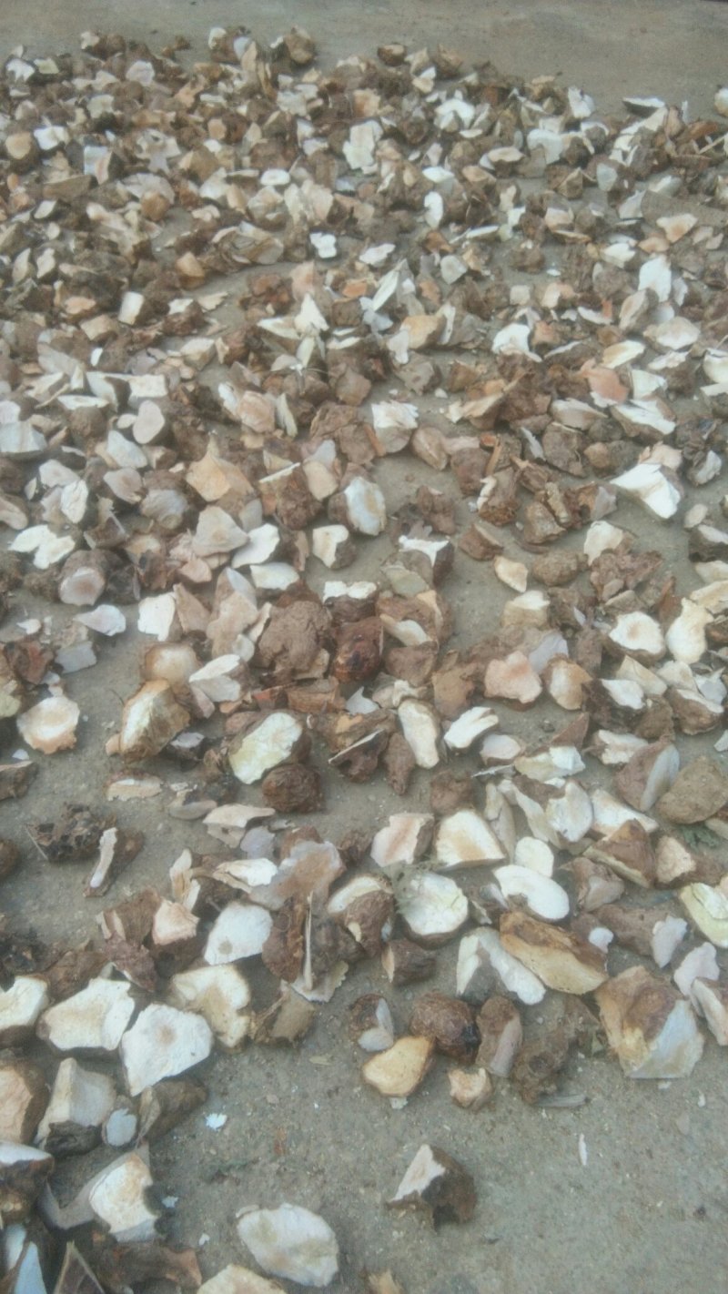 干片土茯苓/批发土茯苓/中药材土茯苓/广西野生土茯苓/