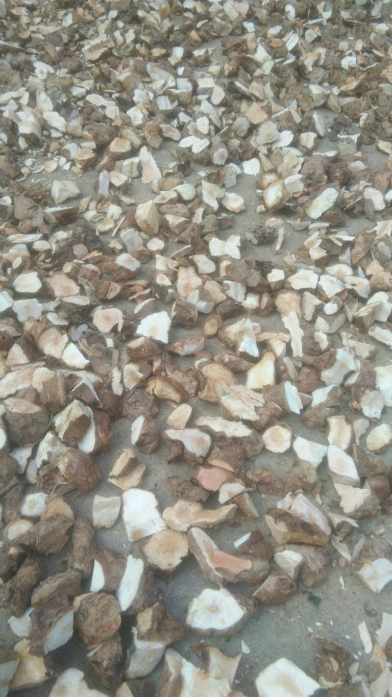 土茯苓/土茯苓干片/批发土茯苓/无硫土茯苓/土茯苓供应/
