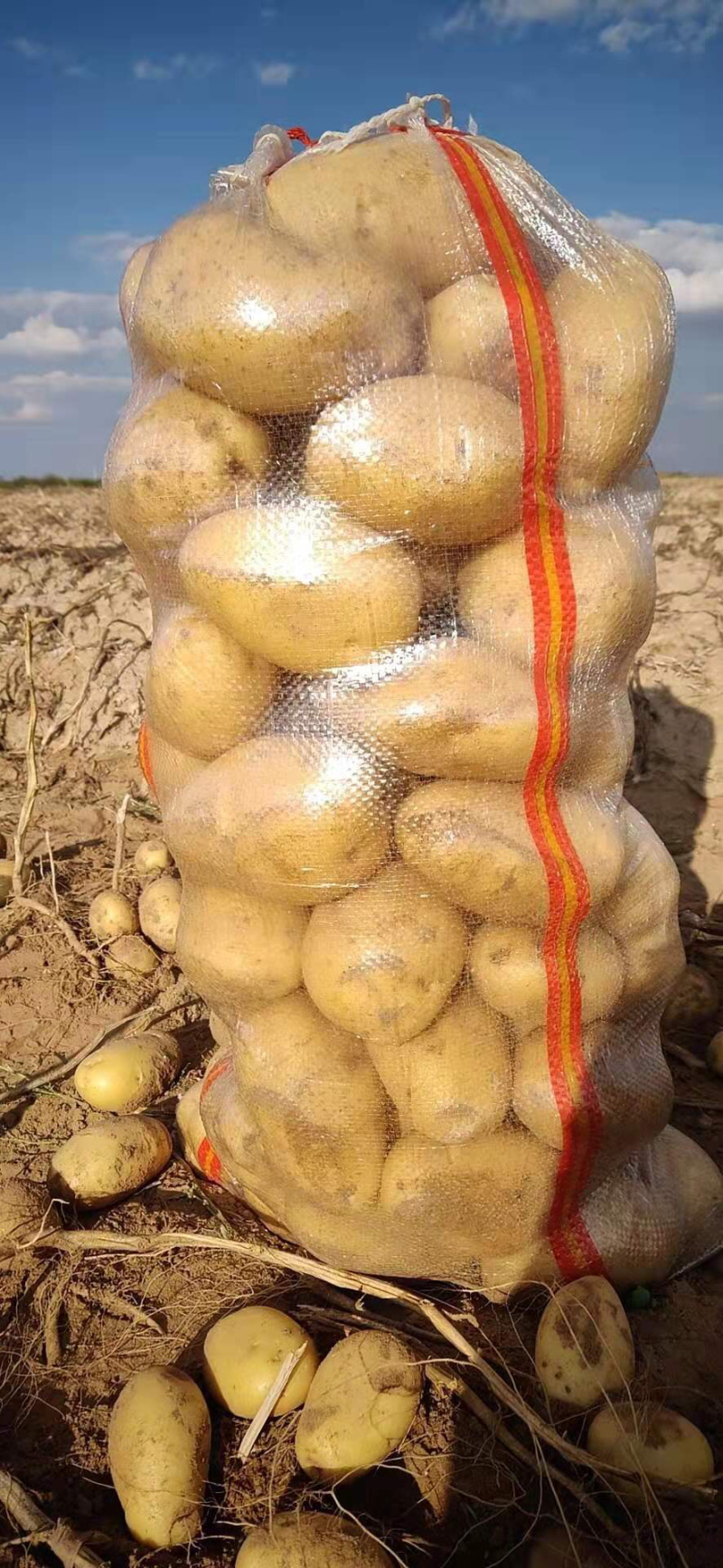 基地直供白心土豆纯沙地土豆白心226丽薯v8