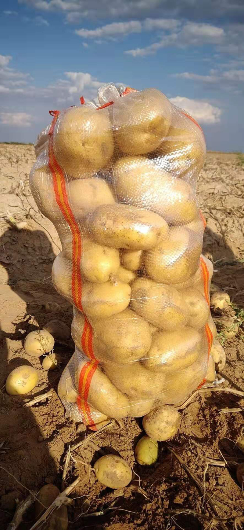 基地直供白心土豆纯沙地土豆白心226丽薯v8