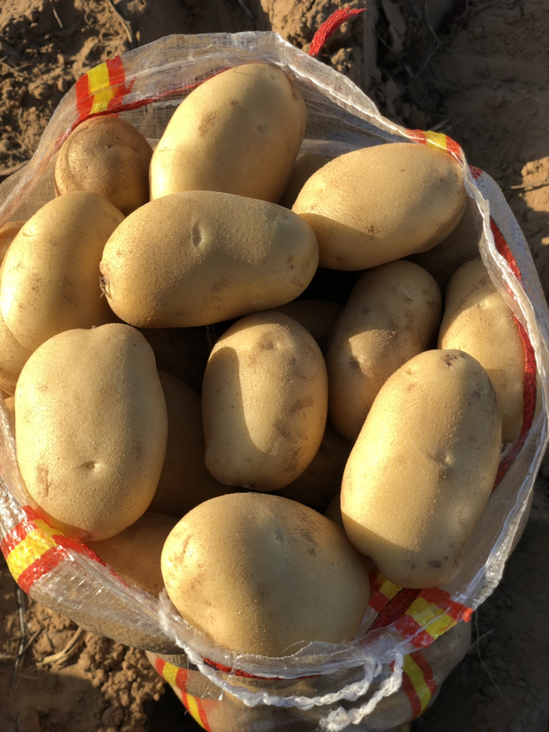 基地直供白心土豆纯沙地土豆白心226丽薯v8