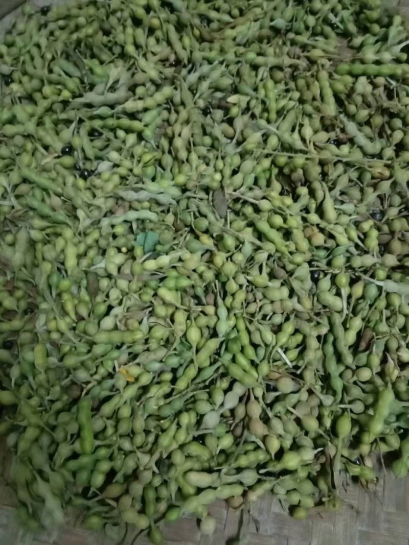 山豆根种子
