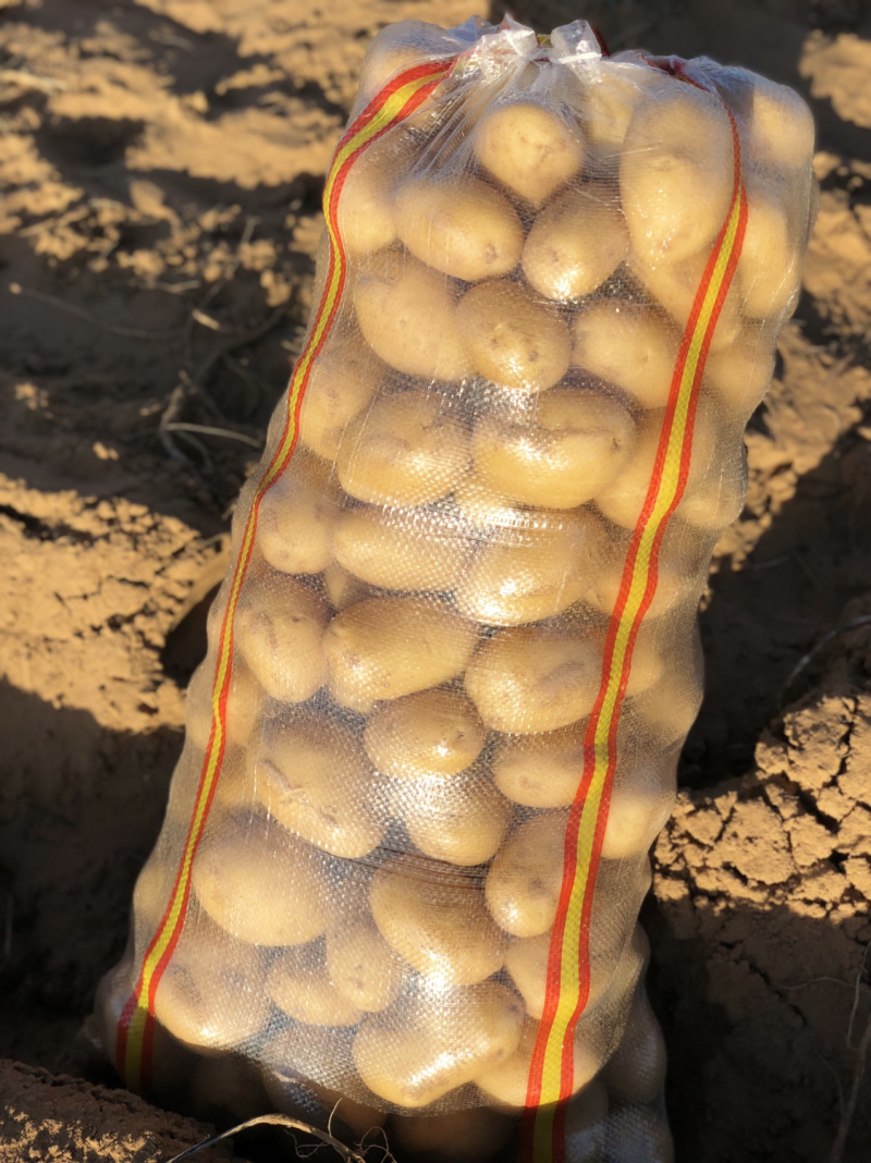 基地直供白心土豆纯沙地土豆白心226丽薯v8