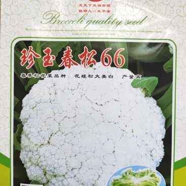 冬播春收松花菜珍玉春松66