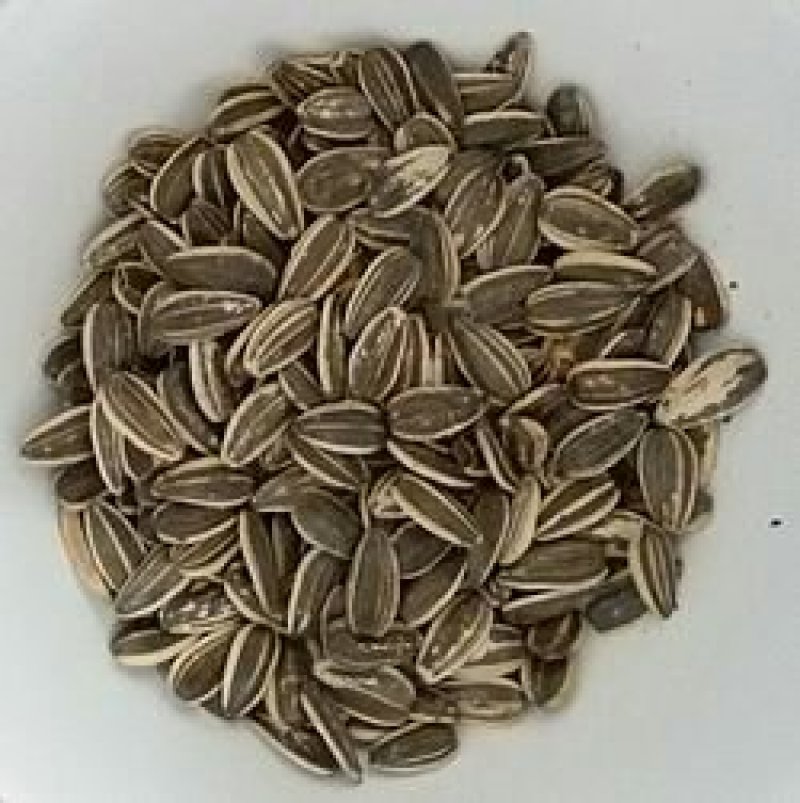 新疆大葵花籽