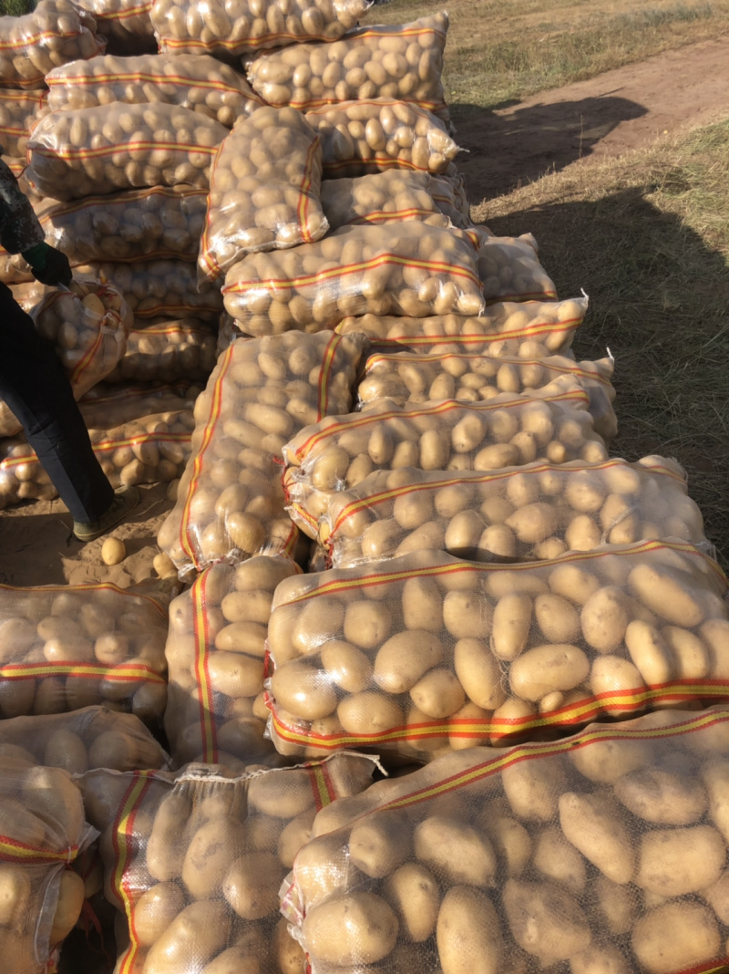 基地直供白心土豆纯沙地土豆白心226丽薯v8