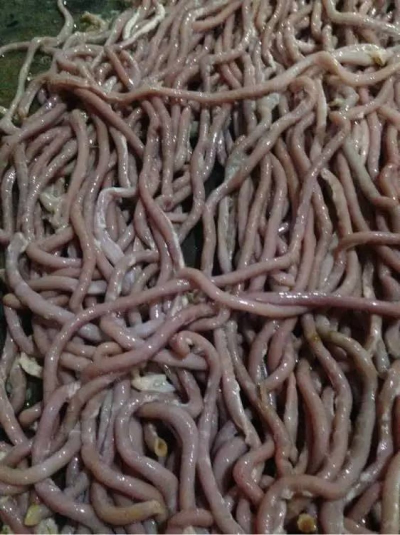 批发白条鸭白条鹅批发鸭肠鹅肠白条樱桃谷鹅肝鹅胗