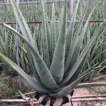 芦荟仙人掌